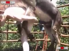 Donkey cum gets a horny outdoor guy's ass.